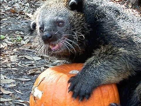 Pumpkin vs. Bearcat