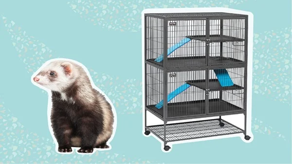 Constructing a Ferret Cage